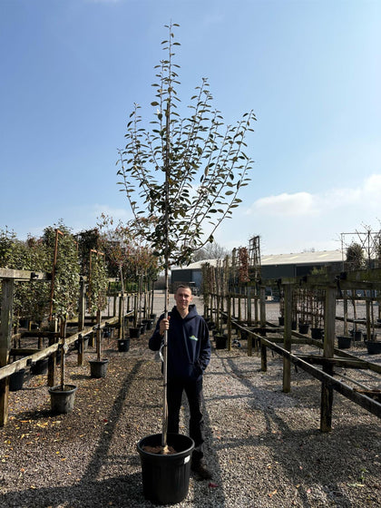 Elaeagnus Ebbingei 160cm Standard 8/10cm Girth Tall head above.
