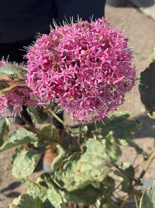 Clerodendrum Bungei Pink Diamond 20 Litre 60-80cm