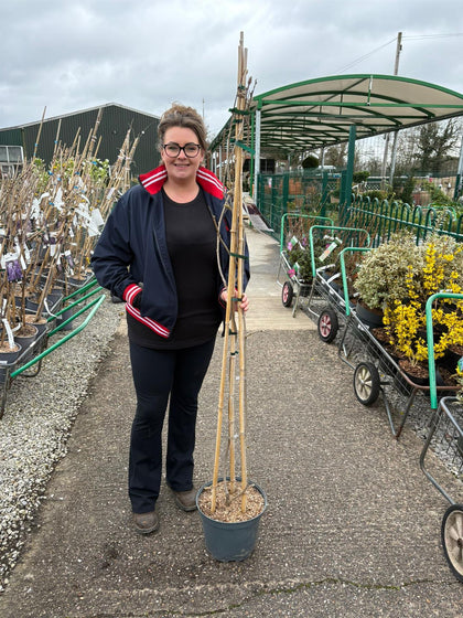 Wisteria Sinensis 10 Litre Pot 175/200cm