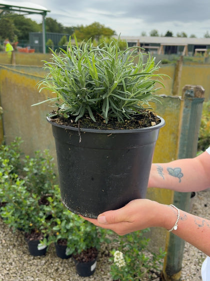Lavender Angustifolia Munstead 5 Litre Pot