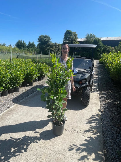 Laurel Hedging Cherry Laurels 10 Litre Pot 125/150cm