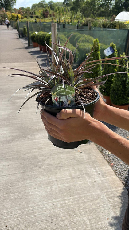 Astelia Red Shadow 3 Litre Pot