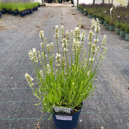 Lavender Angustifolia White 1.5 Litre Pot