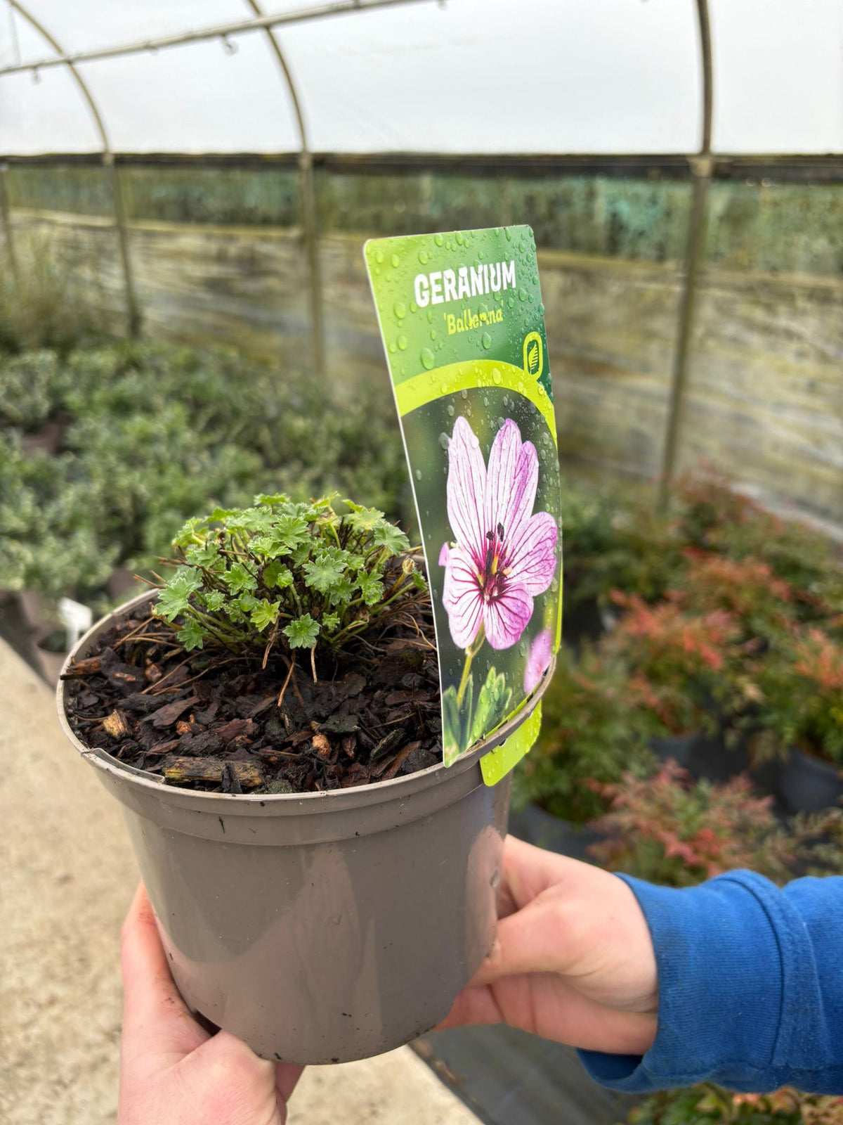 Geranium Ballerina 2 Litre Pot