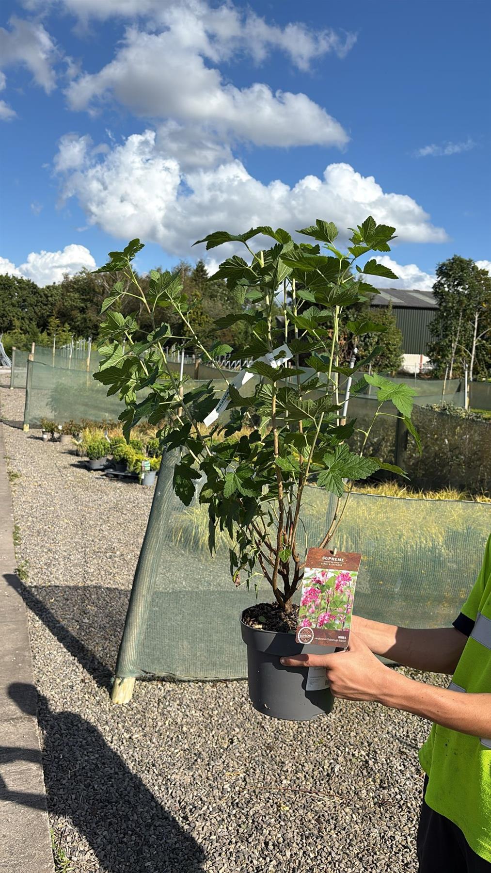 Ribes sanguineum Pulborough Scarlet 4 Litre Pot 40/60cm