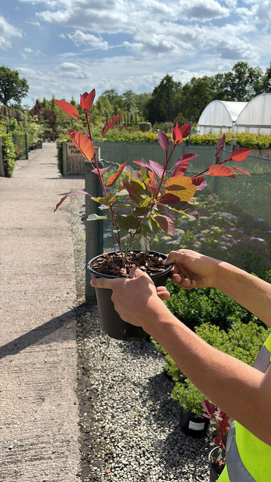 Cotinus coggygria Ruby Glow 3 Litre Pot