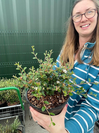 Cotoneaster Coral Beauty 2 Litre Pot