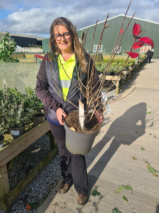 Aronia Prunifolia Viking 30 Litre Pot