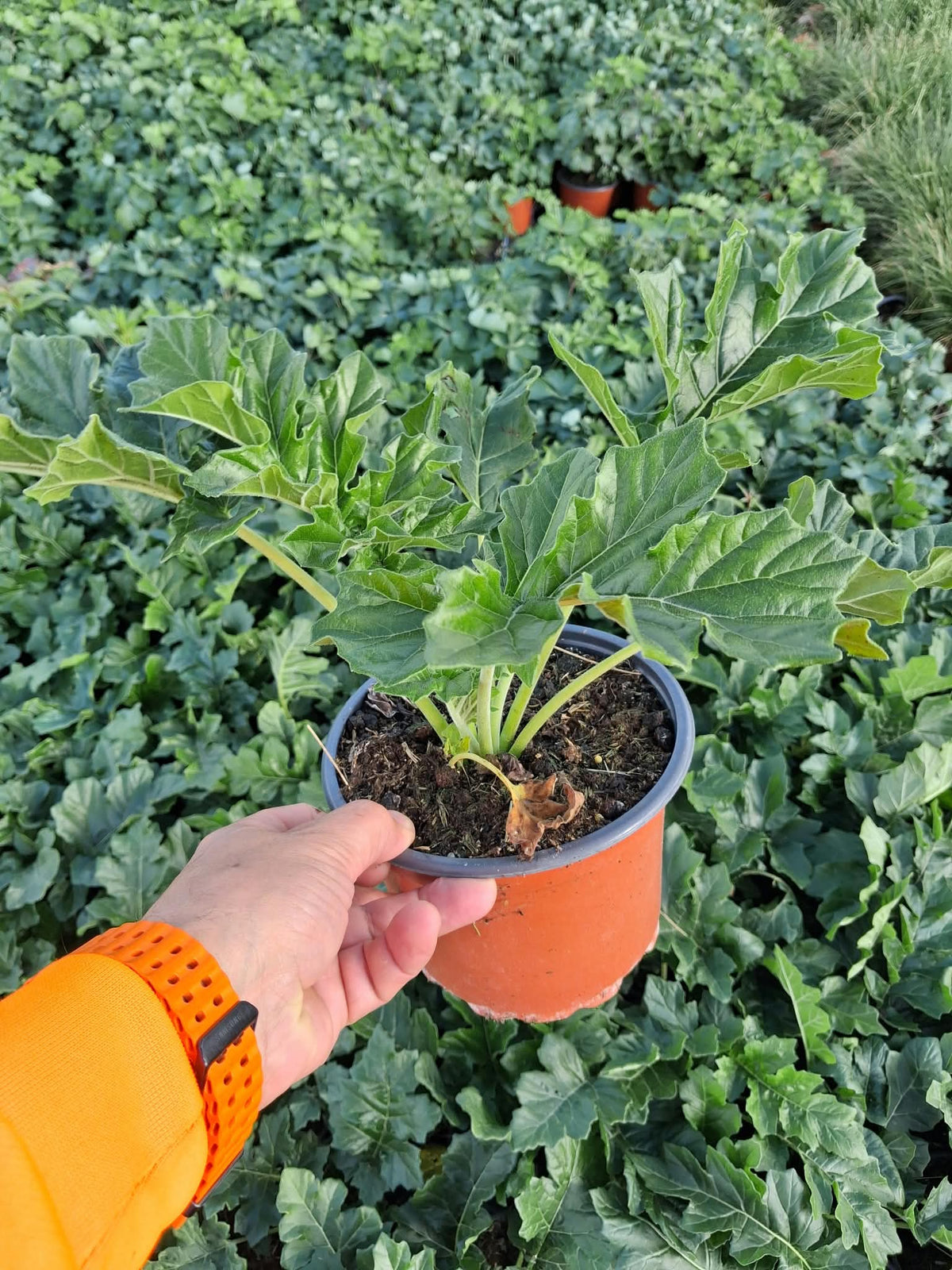Acanthus Mollis 2 Litre Pot