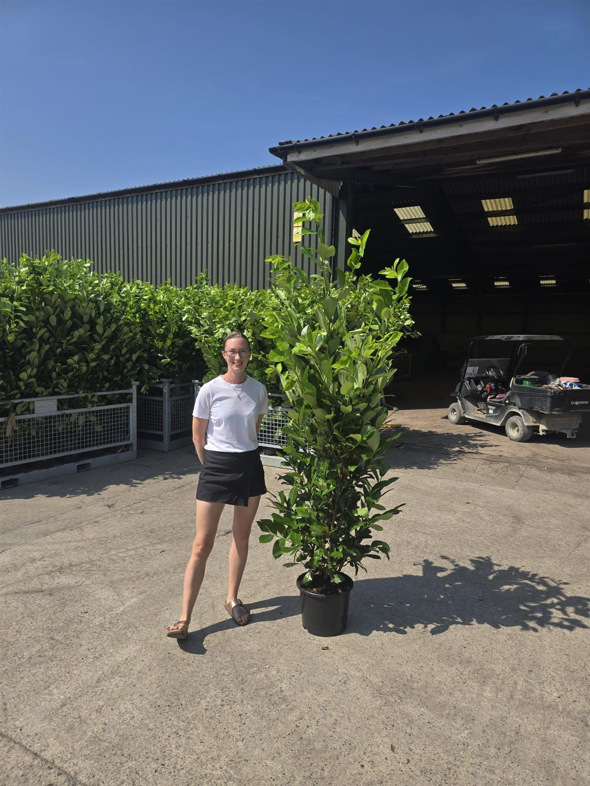 Big Deal Laurel Hedging, Cherry Laurel 175-200cm x 40 Plants