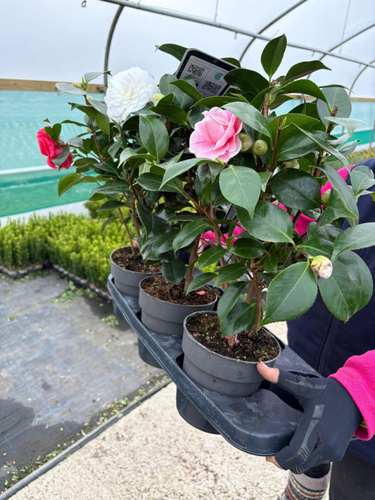 Camellia Jules Verne 1.5 Litre Pot