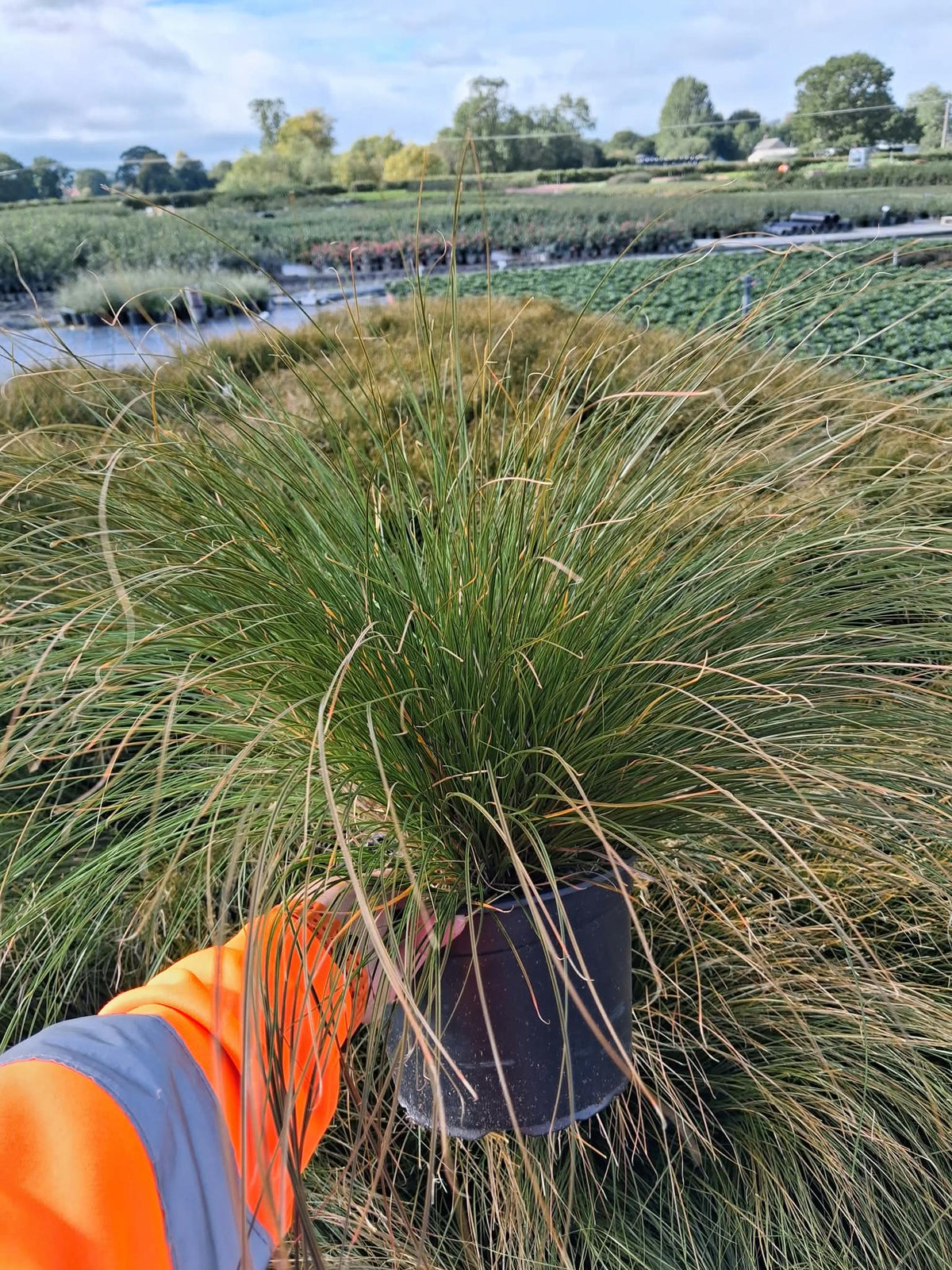 Carex Prairie Fire 5 Litre Pot