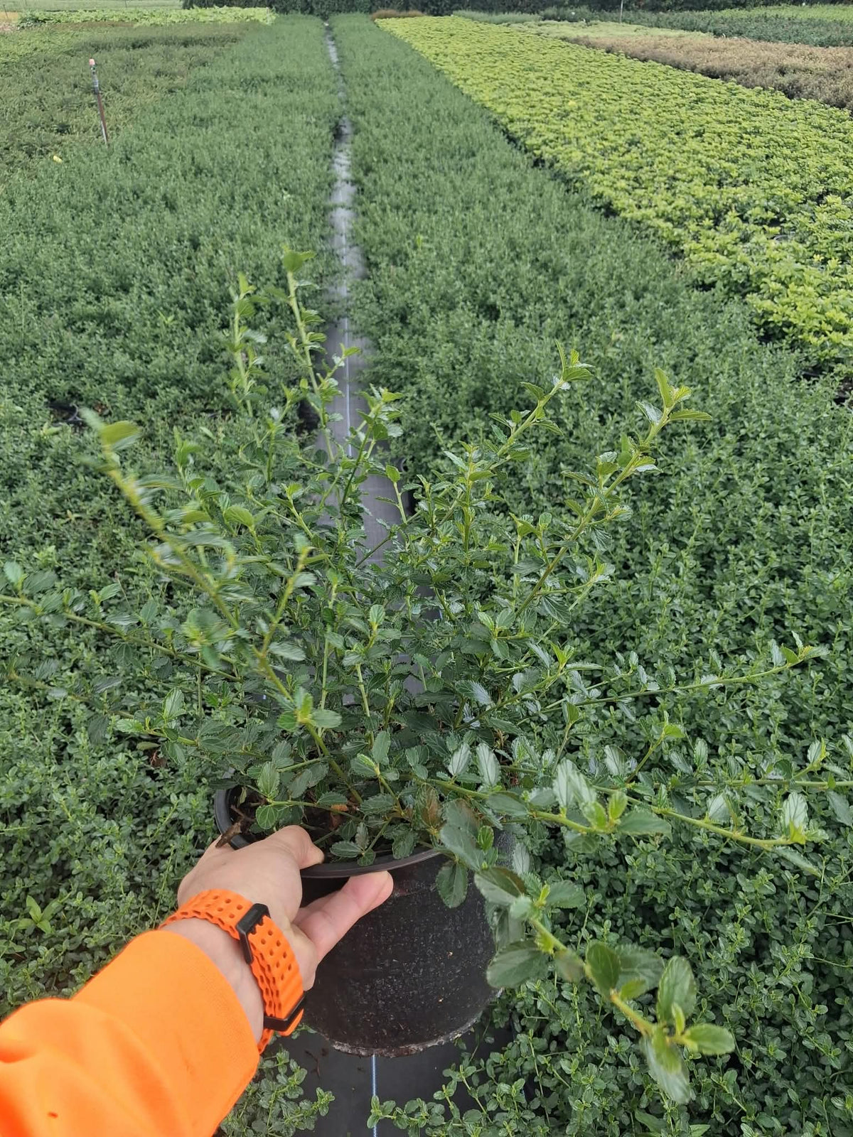 Ceanothus Repens 5 Litre Pot