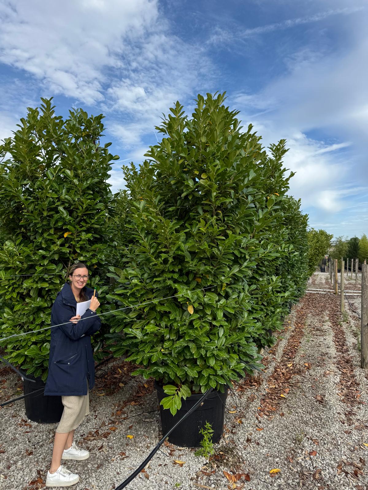 Cherry Laurel hedging 250-300cm Super Wide 150 Litre Pot