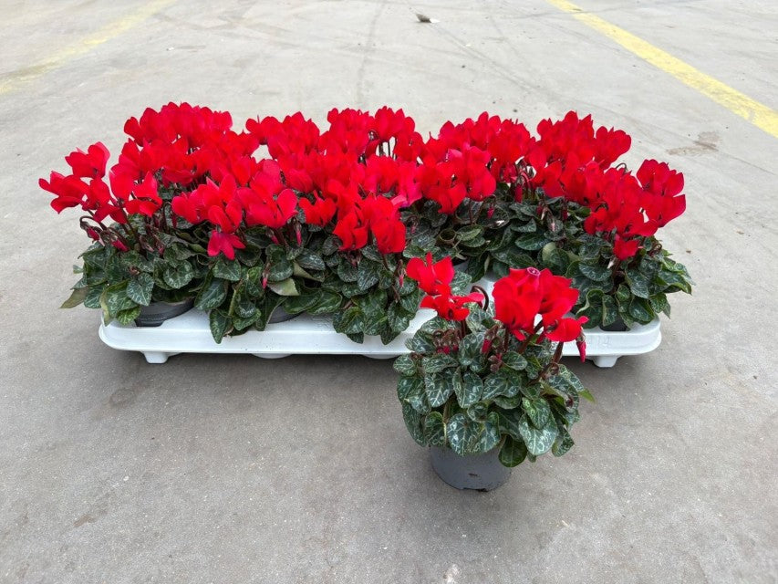 Cyclamen Verona Red 9cm Pot