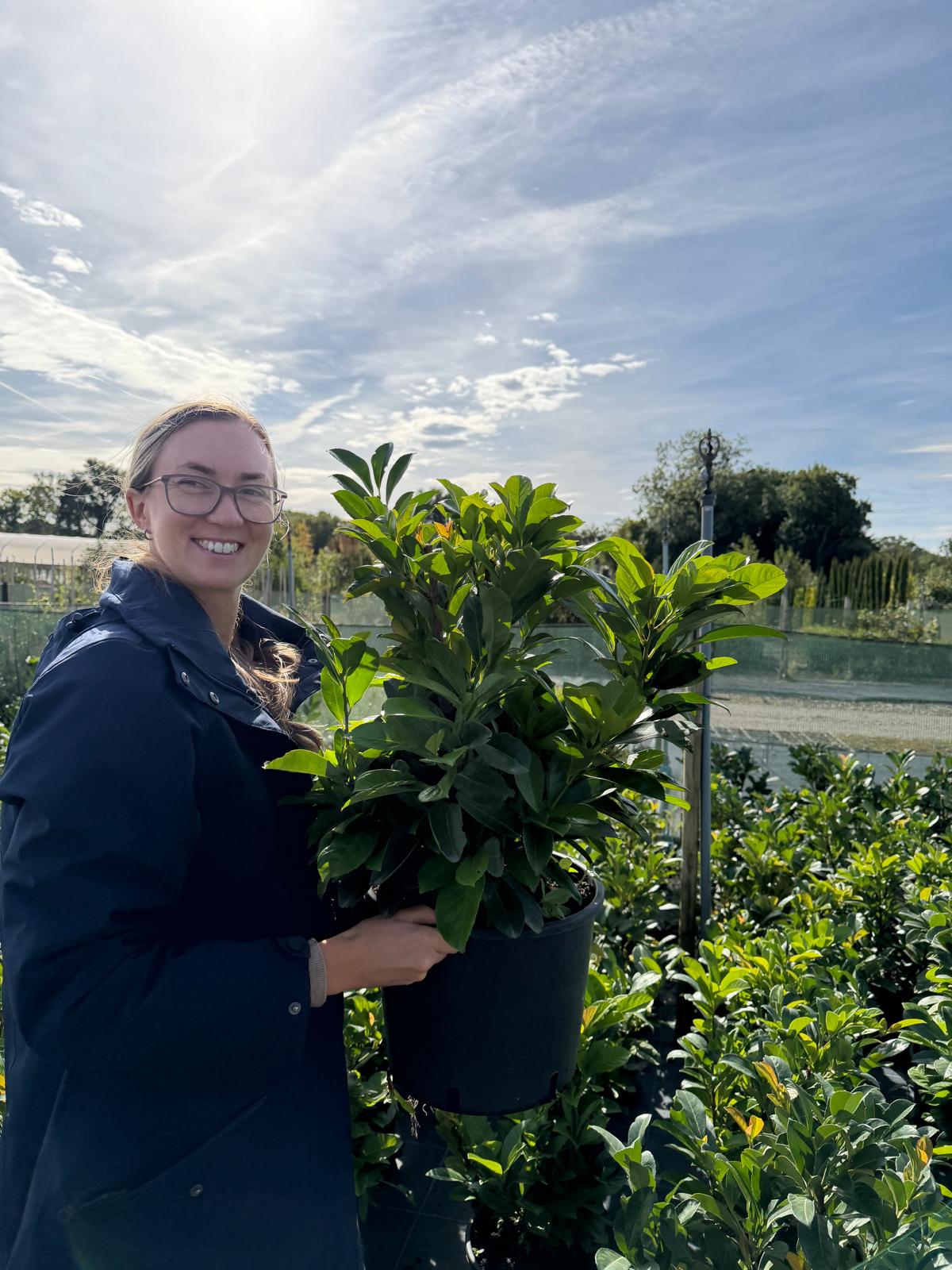 Dwarf Cherry Laurel Etna 4.5 Litre Pot