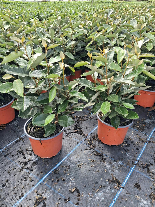 Elaeagnus Ebbingei Compacta 3 Litre Pot