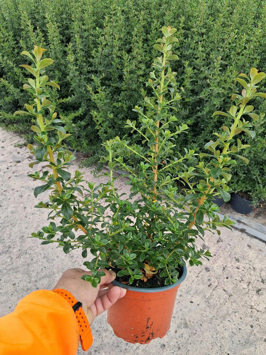 Escallonia Apple Blossom 3 Litre Pot
