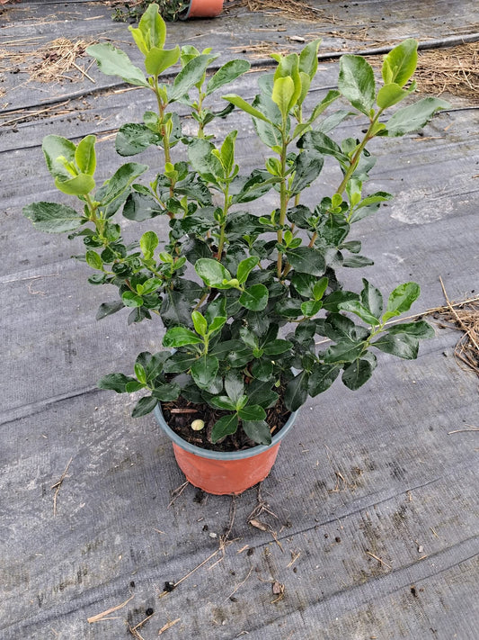 Escallonia Iveyi 2 Litre Pot