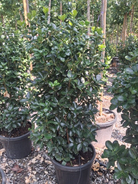 Euonymus japonicus 30 Litre 125-130cm