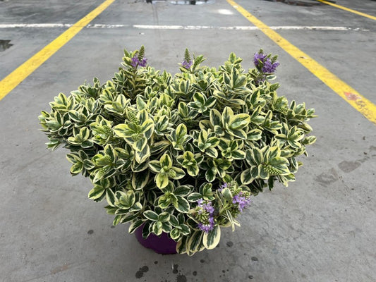 Hebe Veronica Variegata 5 Litre Pot