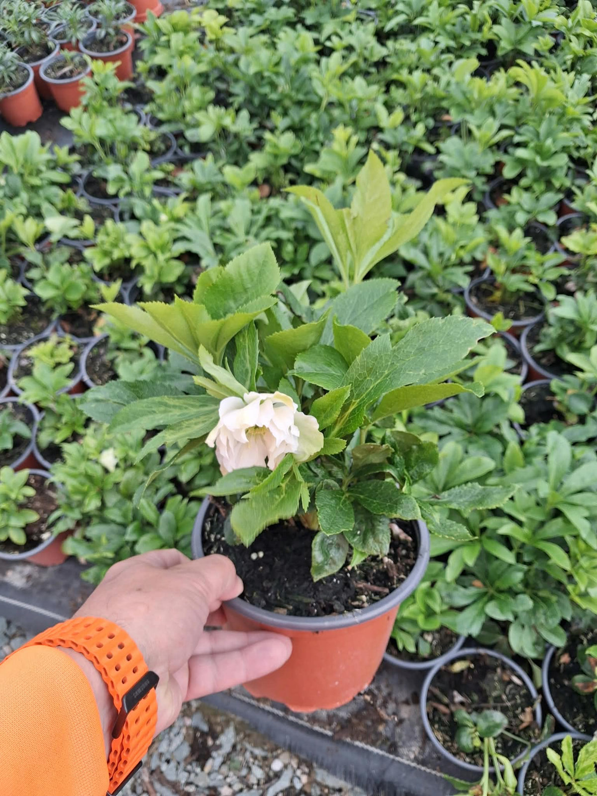 Helleborus Hyb.Havington Double White 2 Litre Pot
