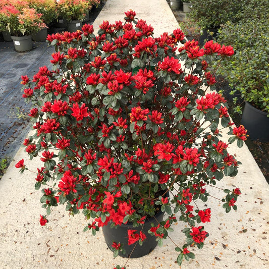Azalea Japonica Stewartstonian 10 Litre Pot