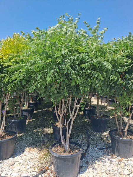 Koelreuteria Paniculata Multistem 80 Litre 200/250cm