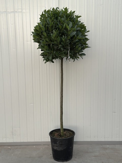 Laurus Nobilis 1/2 Std 15 Litre Pot 90-100cm Stem 60-65cm Head