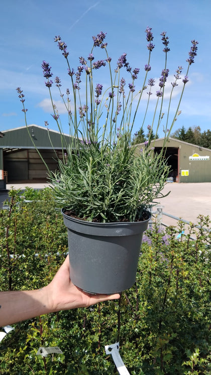 Lavender Munstead 5 Litre Pot