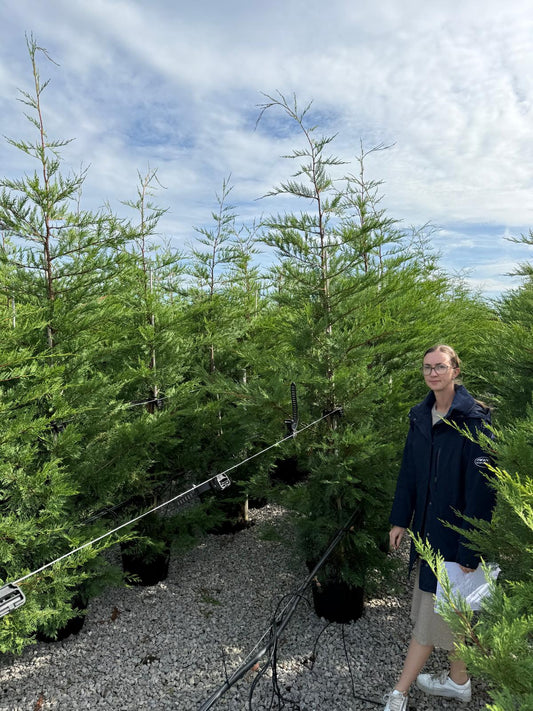Leylandii Hedging 200-220cm 30 Litre Pot
