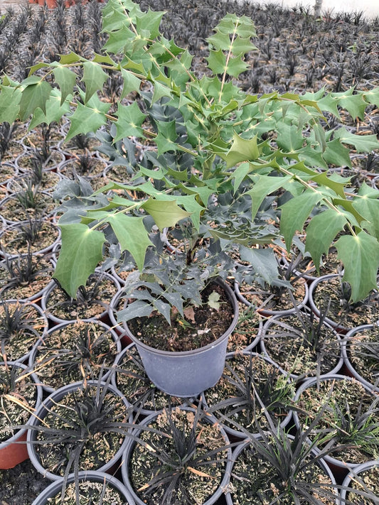 Mahonia Media Charity 3 Litre Pot
