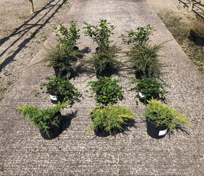 12 x Ground Cover Mixed Border Pack