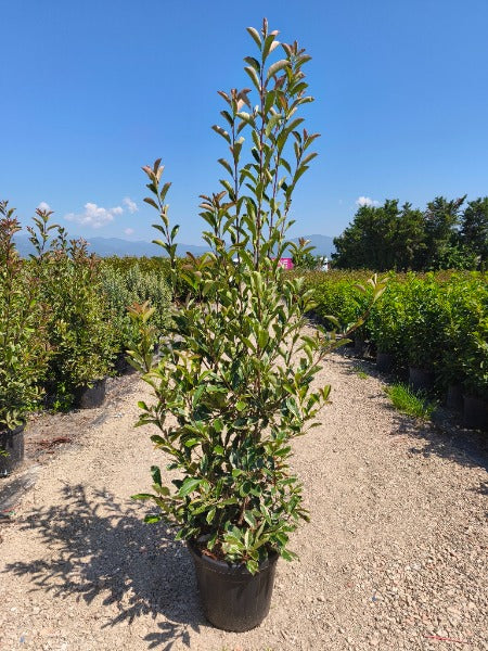 Photinia x fraseri Pink Marble 30 Litre Pot 175-200cm