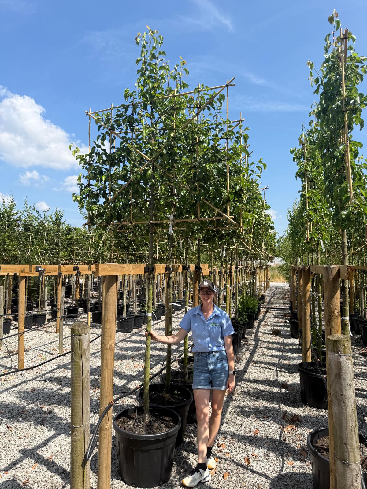 Pyrus Chanticleer Pleached 12/14cm Girth 180 Stem 150cm Wide x 120cm Tall