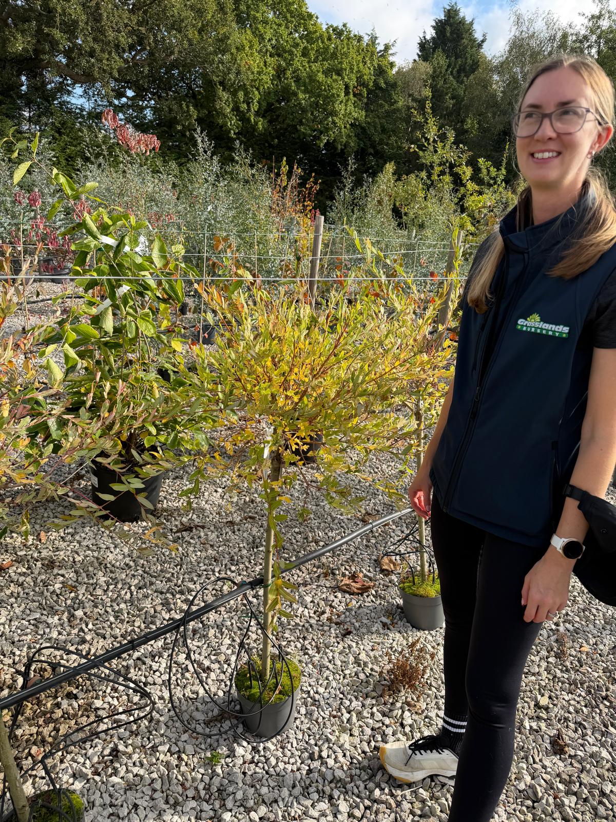 Salix integra Hakuro Nishiki 2 Litre Pot 50cm Stem