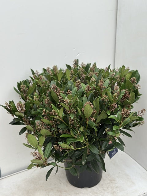 Skimmia Japonica Rubella 10 Litre Pot