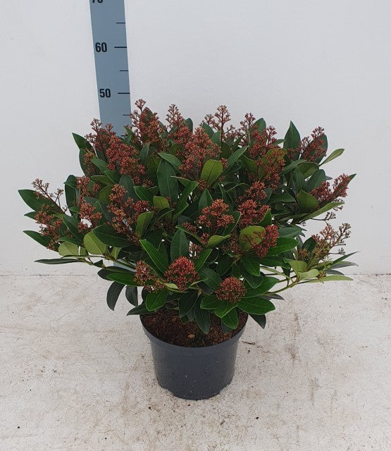 Skimmia Japonica Rubella 5 Litre Pot