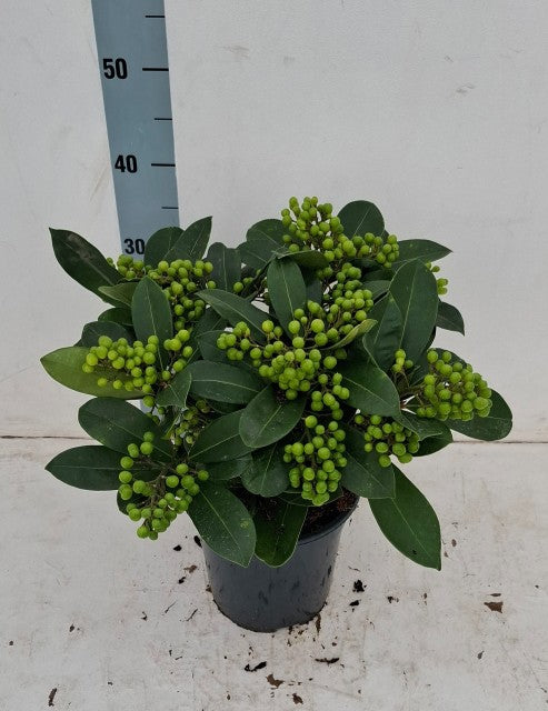 Skimmia Japonica Veitchii 3 Litre Pot