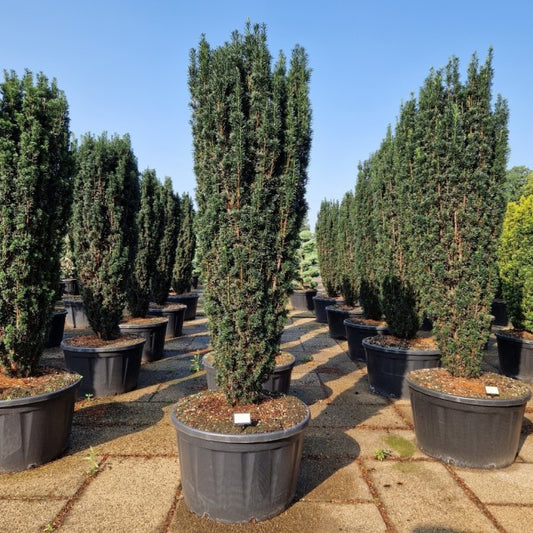Taxus Baccata Pirat 280 Litre Pot 225-250cm