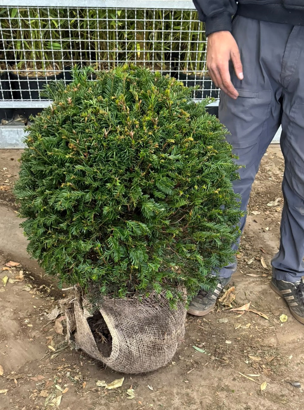 Taxus Topiary Ball Root Ball 60cm