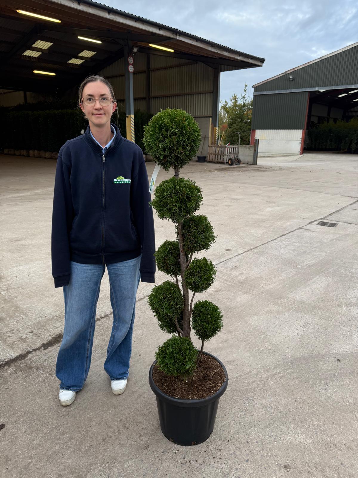 Thuja Emerald Multi Ball Bonsai 25 Litre Pot 100-125cm High