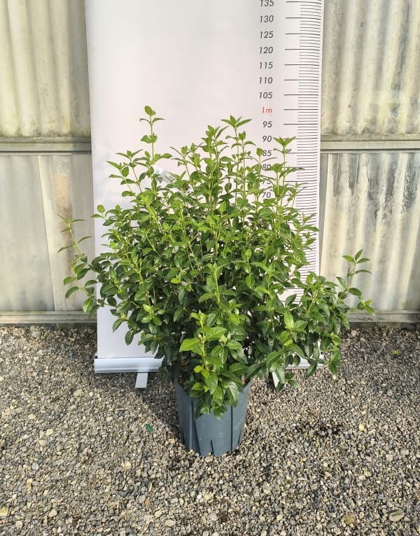Viburnum Tinus Eve Price 10 Litre Pot