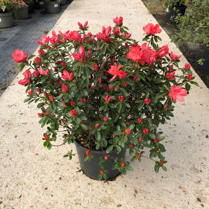 Azalea japonica Blauws Pink 7.5 Litre Pot