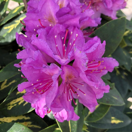 Rhododendron Hybrid Goldflimmer 5 Litre Pot