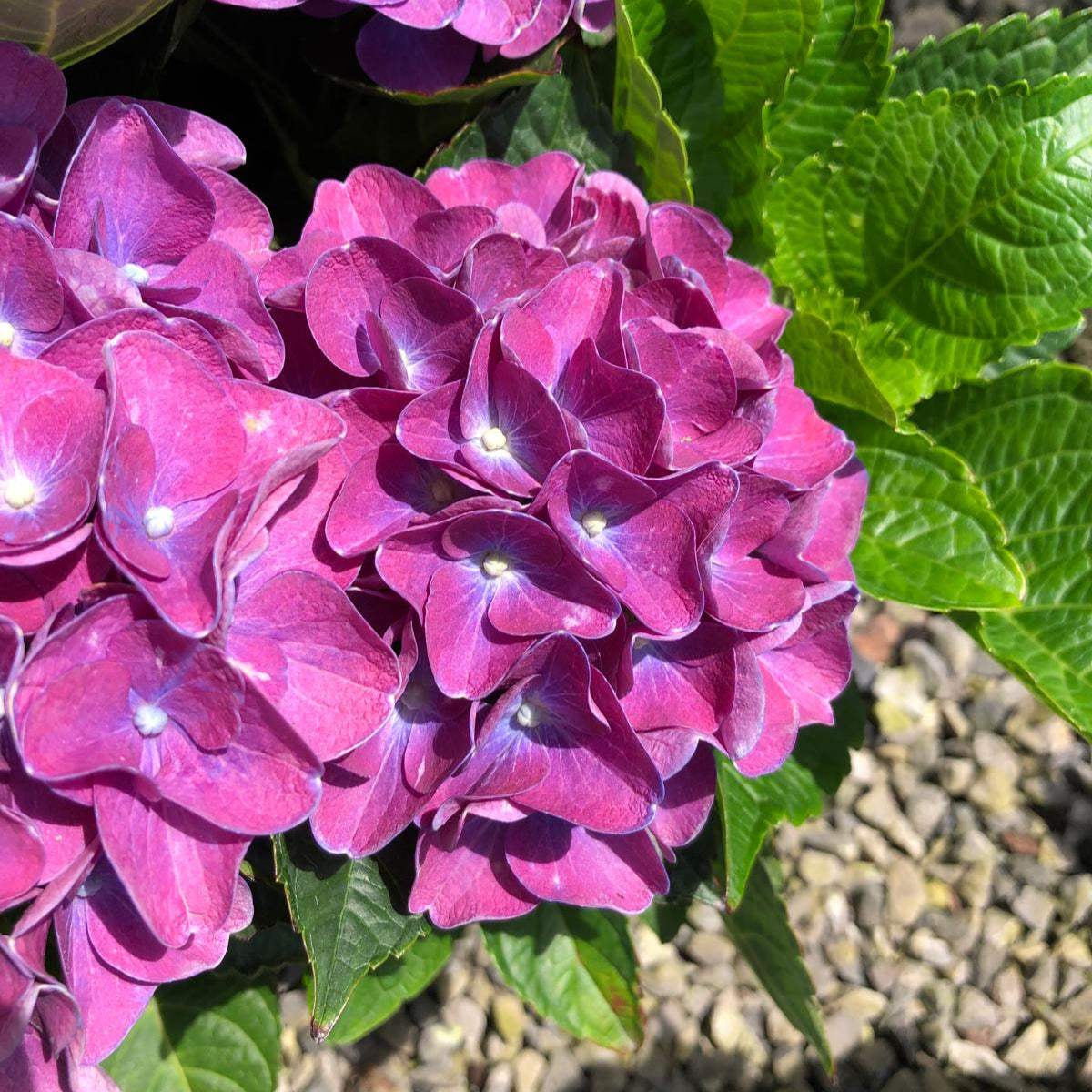 Hydrangea Mac. Boogie Woogie 5 Litre Pot