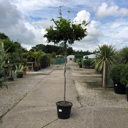 Wisteria Sinensis Umbrella Standard 30L Pot