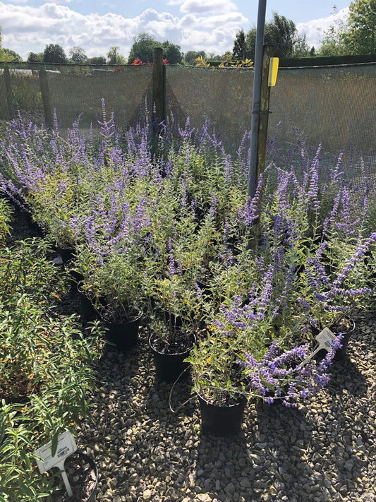 Perovskia atriplicifolia Blue Spire 3 Litre Pot