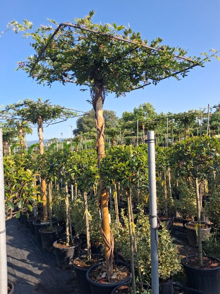 Wisteria Sinensis Pleached Roof 65 Litre Pot Stem 240cm