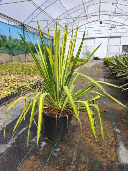 Yucca Fil. Golden Sword 9 Litre Pot